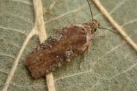 Agonopterix purpurea