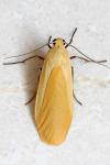Wittia sororcula