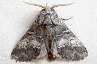 Drymonia ruficornis