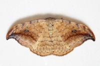 Drepana falcataria
