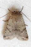 Spudaea ruticilla