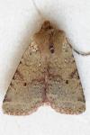 Spudaea ruticilla