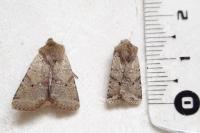 Spudaea ruticilla