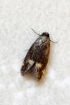 Borkhausenia minutella