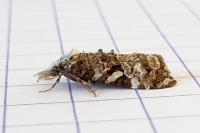 Phtheochroa rugosana