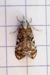 Phtheochroa rugosana
