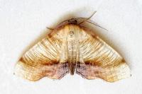 Plagodis dolabraria