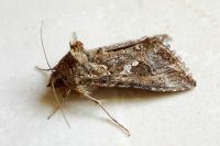 Trichoplusia ni