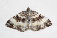 Epirrhoe rivata