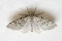 Tephronia sepiaria