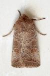 Hoplodrina octogenaria