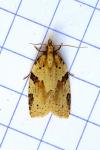 Clepsis spectrana