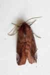 Cosmia pyralina