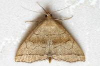 Herminia tarsicrinalis