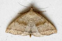 Herminia tarsicrinalis