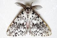 Lymantria monacha