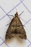 Diplopseustis perieresalis