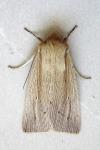 Mythimna straminea