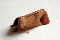 Clostera curtula