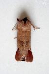 Clostera curtula