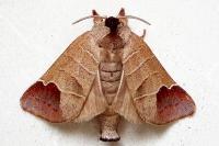 Clostera curtula