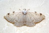 Lomographa bimaculata