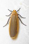 Katha depressa