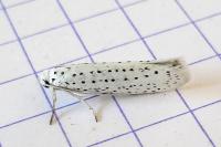 Yponomeuta evonymella