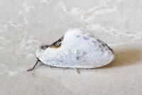 Cilix hispanica