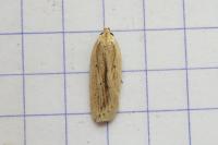 Agonopterix pallorella