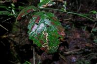 Stigmella aurella
