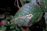 Stigmella aurella