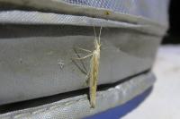 Ypsolopha mucronella