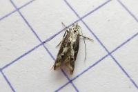 Blastodacna hellerella