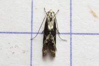 Blastodacna hellerella