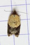 Acleris variegana