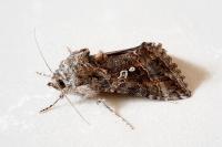 Trichoplusia ni