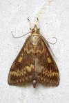 Ostrinia nubilalis/scapulalis