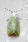 Earias vernana