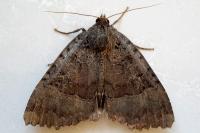 Mormo maura