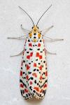 Utetheisa pulchella