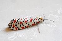 Utetheisa pulchella