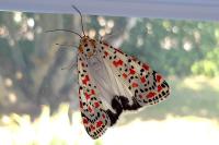 Utetheisa pulchella