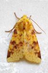 Cirrhia icteritia