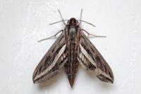 Hippotion celerio
