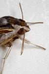 Hippotion celerio