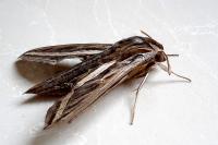Hippotion celerio