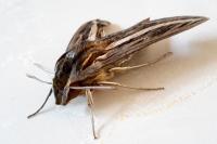 Hippotion celerio