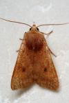 Sunira circellaris