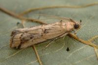 Pempelia genistella